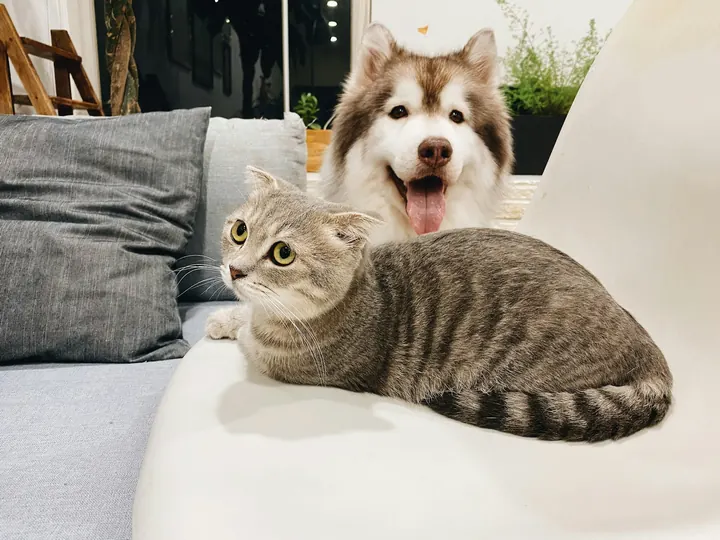 A happy husky and a tabby cat relaxing at home